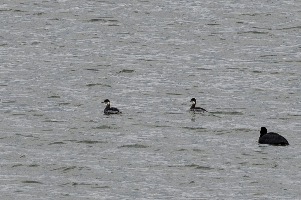 Eared Grebe